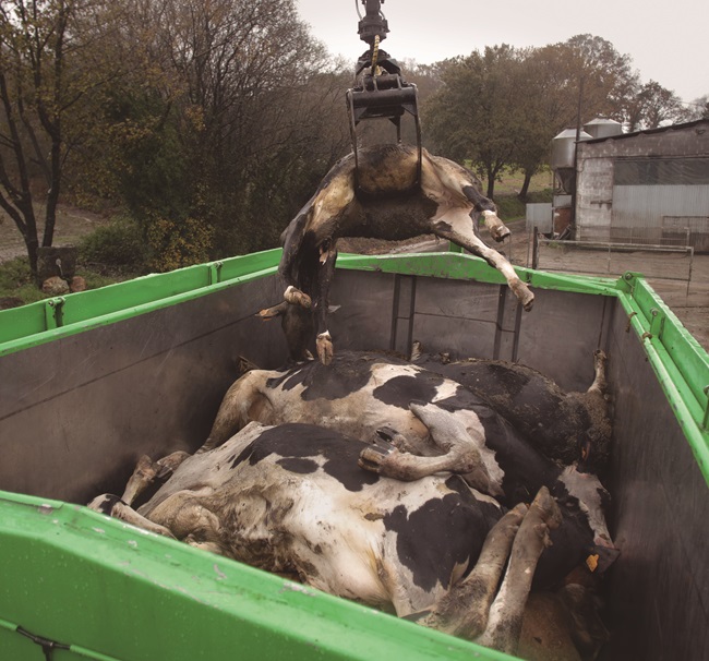 GHE gaixoaren kalteei aurre egiteko proposamena Aldundiaren mahai gainean